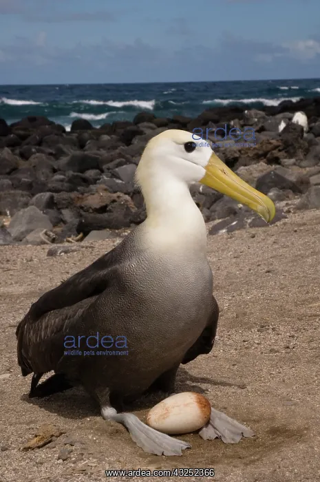 : Waved Albatross (Phoebastria irrorata) with : Waved Albatross (Phoebastria irrorata) with