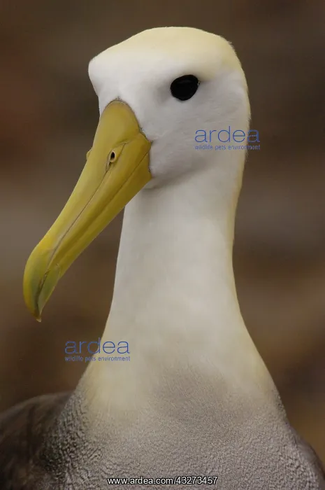 : Waved albatross (Phoebastria irrorata) : Waved albatross (Phoebastria irrorata)