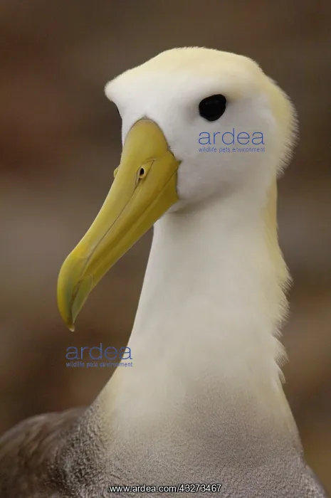 : Waved albatross (Phoebastria irrorata) : Waved albatross (Phoebastria irrorata)