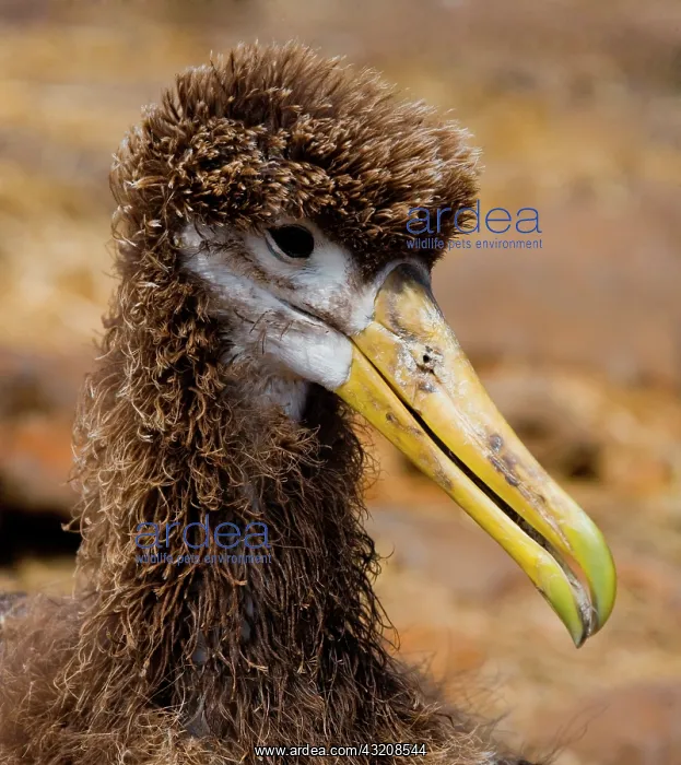 : Waved albatross (Phoebastria irrorata) chick por : Waved albatross (Phoebastria irrorata) chick por