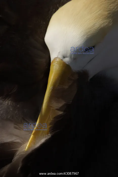 : Waved Albatross preening : Waved Albatross preening
