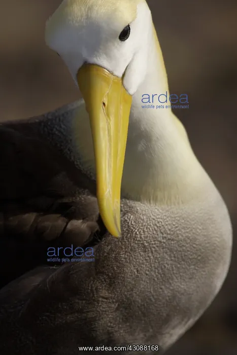 : Waved Albatross preening : Waved Albatross preening