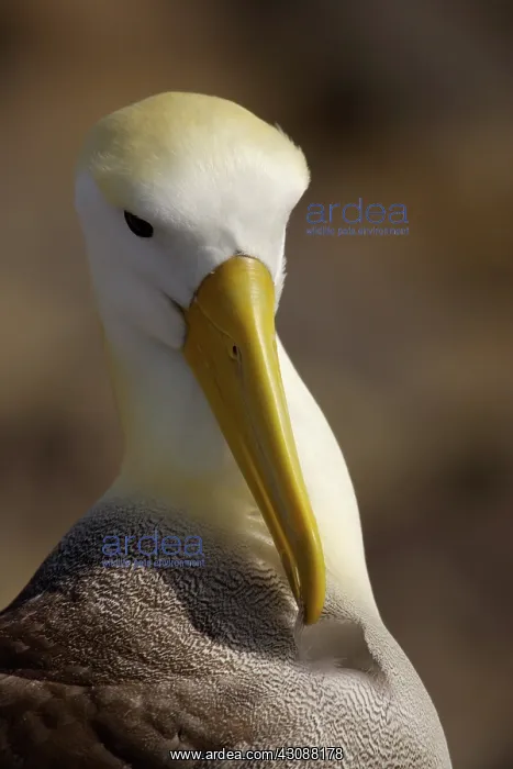 : Waved Albatross preening : Waved Albatross preening