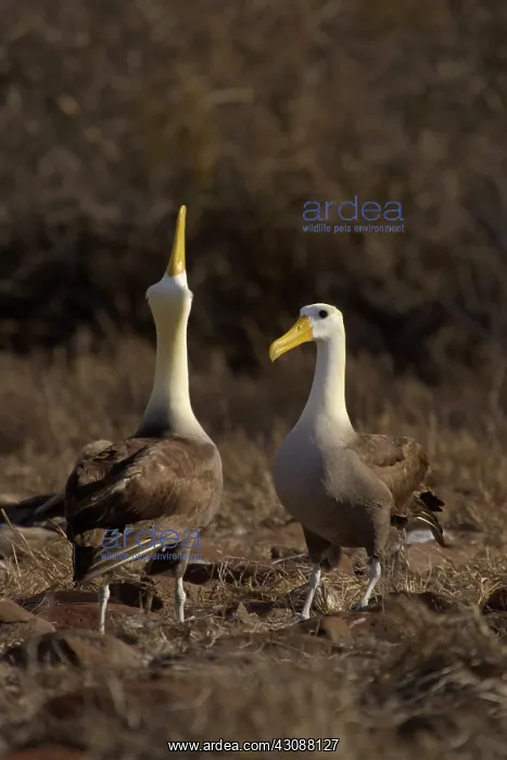 : Waved Albatross sky-pointing : Waved Albatross sky-pointing