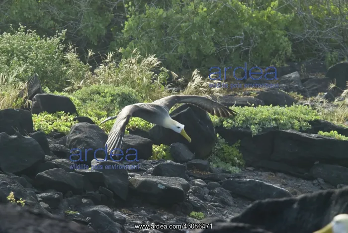 : Waved albatross taking flight : Waved albatross taking flight