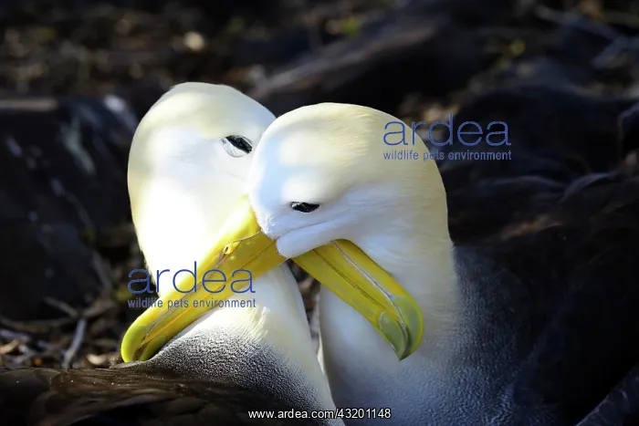 : Waved albatrosses (Phoebastria irrorata), affectionate : Waved albatrosses (Phoebastria irrorata), affectionate