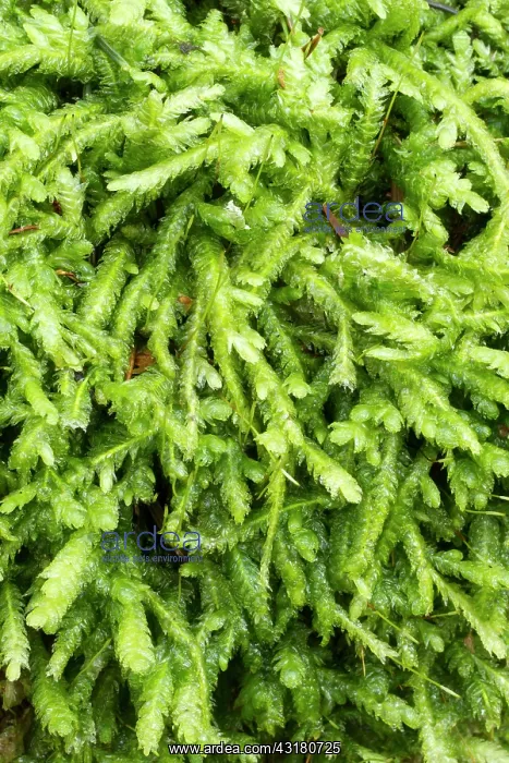 : Waved silk-moss - Plougastel-Daoulas, Finistere : Waved silk-moss - Plougastel-Daoulas, Finistere