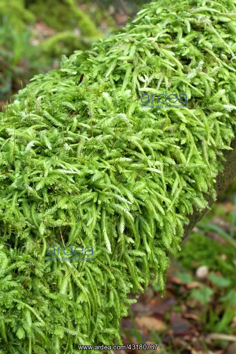 : Waved silk-moss - Plougastel-Daoulas, Finistere : Waved silk-moss - Plougastel-Daoulas, Finistere