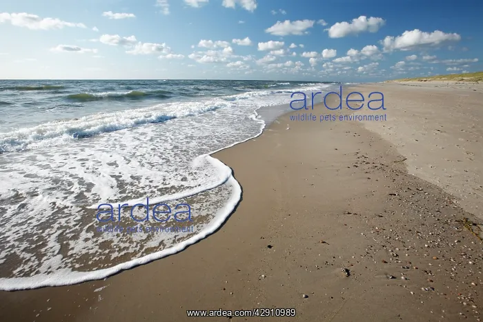 : Waves breaking on empty beach : Waves breaking on empty beach