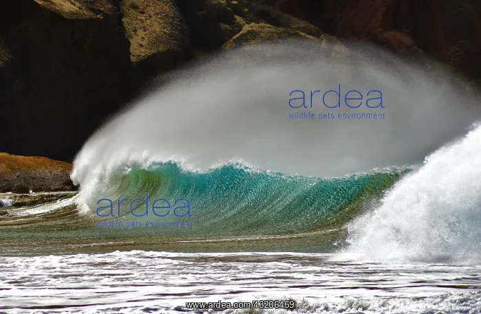 : Waves breaking, Playa de La Tejita, Island of Tenerife : Waves breaking, Playa de La Tejita, Island of Tenerife