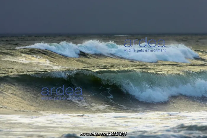 : Waves breaking on Rialto Beach : Waves breaking on Rialto Beach