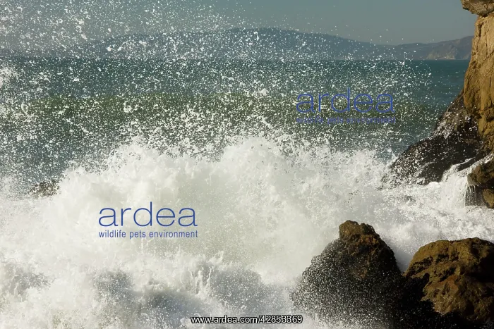 : Waves breaking on the rocky Pacific Ocean coast : Waves breaking on the rocky Pacific Ocean coast