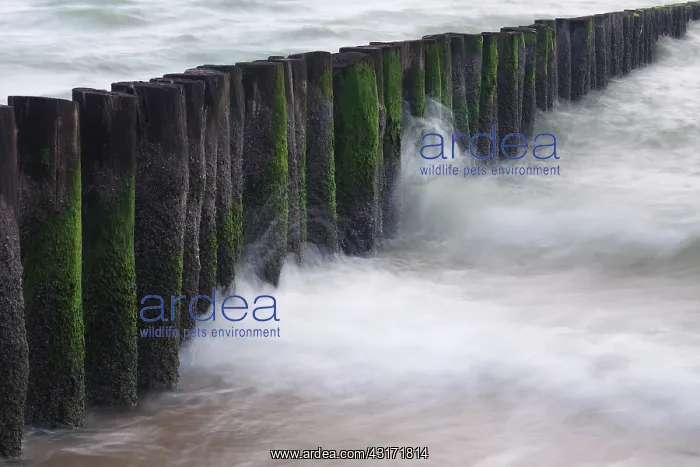 : Waves crashing into breakwaters at the Dutch coast : Waves crashing into breakwaters at the Dutch coast