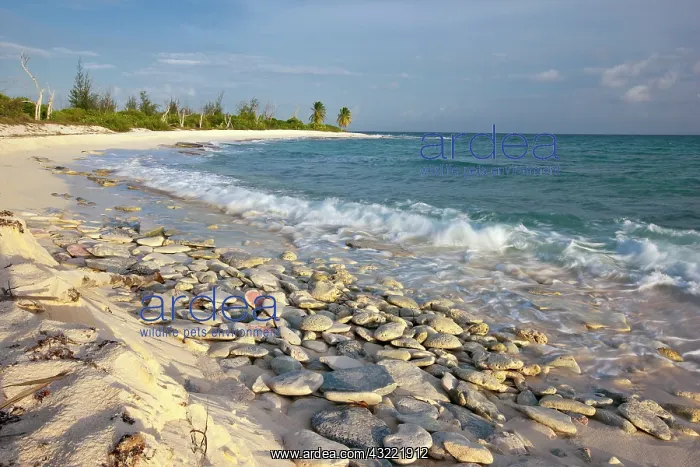 : Waves crashing on crushed coral and coral : Waves crashing on crushed coral and coral