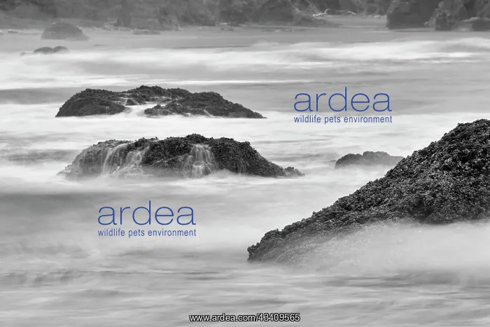 : Waves crashing on rocks, Bandon Beach, Oregon : Waves crashing on rocks, Bandon Beach, Oregon