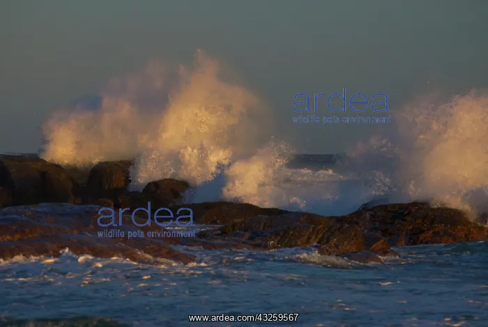 : Waves crashing on rocks at Windy Harbor : Waves crashing on rocks at Windy Harbor