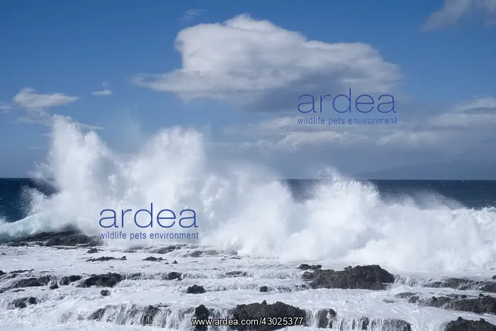  : Waves crashing on rocky shore, Tenerife