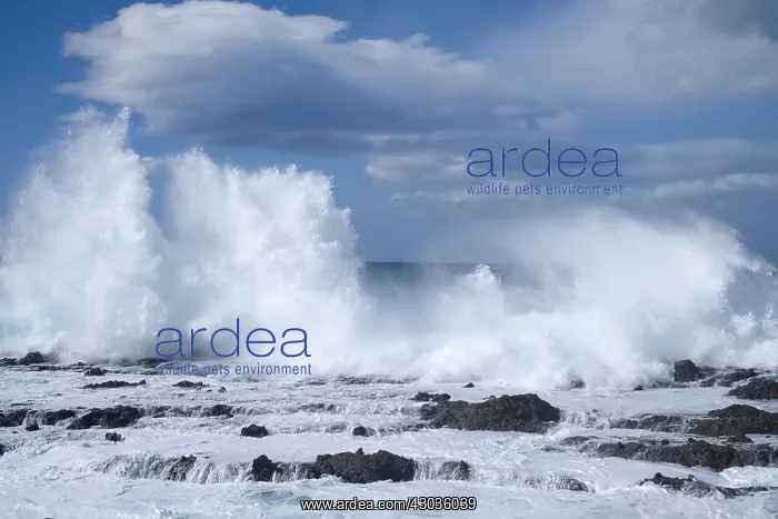  : Waves crashing on rocky shore, Tenerife