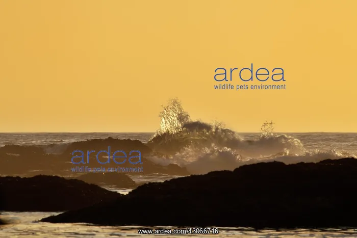: Waves hitting rocks at sunset : Waves hitting rocks at sunset