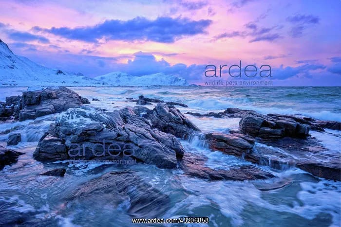 : Waves of Norwegian sea on rocky coast in fjord o : Waves of Norwegian sea on rocky coast in fjord o
