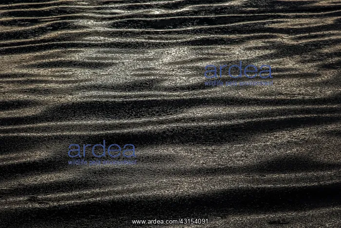 : Waves of pieces of ice, Norway : Waves of pieces of ice, Norway