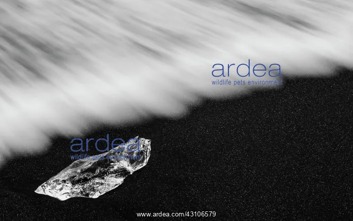 : Waves rolling over the ice cubes on the black lava beach : Waves rolling over the ice cubes on the black lava beach