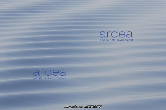 : Waves - Svalbard - Norway : Waves - Svalbard - Norway