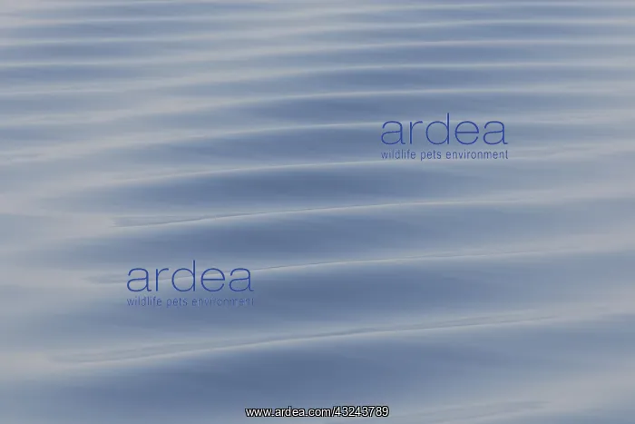 : Waves - Svalbard - Norway : Waves - Svalbard - Norway