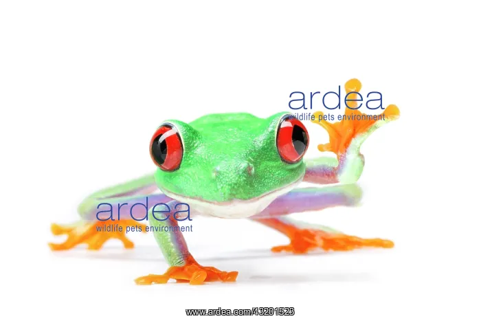 : Waving Red-eyed Tree Frog (Agalychnis callidryas) : Waving Red-eyed Tree Frog (Agalychnis callidryas)
