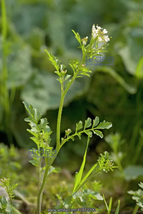 : Wavy bitter-cress : Wavy bitter-cress