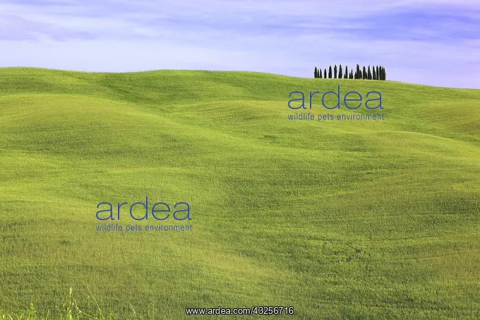 : Wavy, hilly landscape and a group of trees, Tuscany : Wavy, hilly landscape and a group of trees, Tuscany