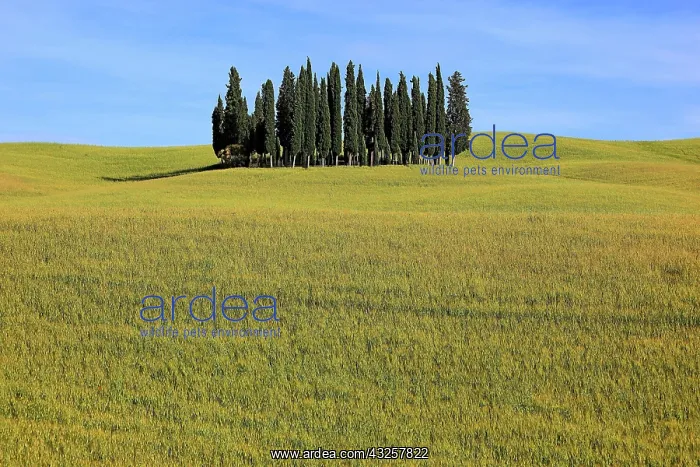 : Wavy, hilly landscape and a group of trees, Tuscany : Wavy, hilly landscape and a group of trees, Tuscany