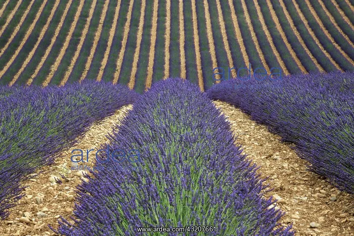 : Wavy lavender field, flowering true lavender (La : Wavy lavender field, flowering true lavender (La