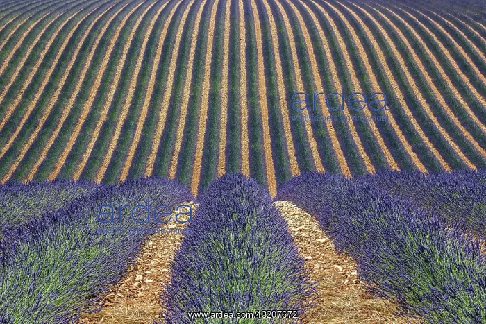 : Wavy lavender field, flowering true lavender (La : Wavy lavender field, flowering true lavender (La