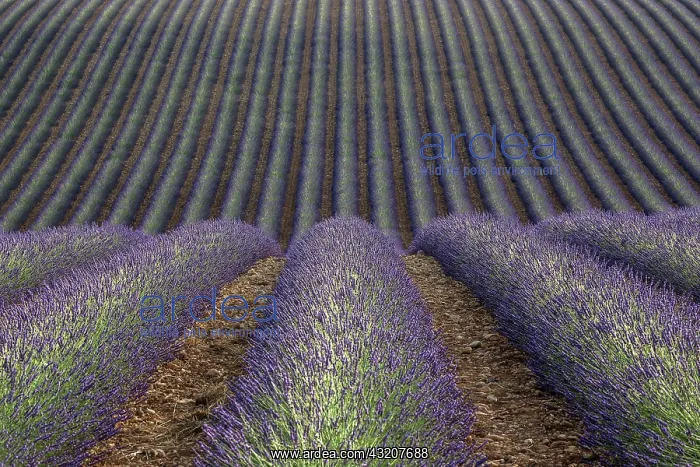 : Wavy lavender field, flowering true lavender (La : Wavy lavender field, flowering true lavender (La