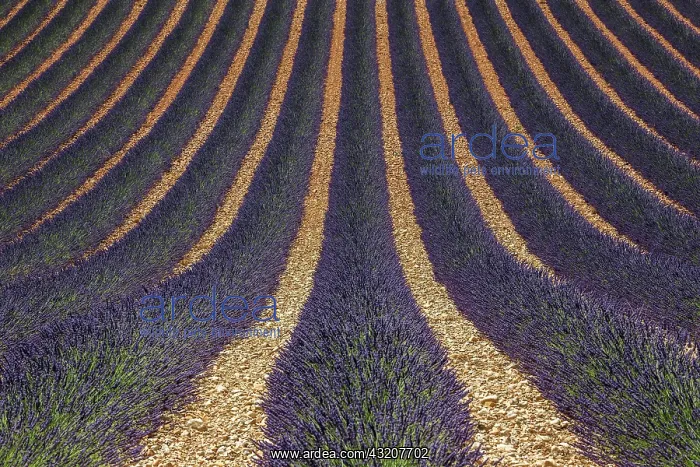 : Wavy lavender field, flowering true lavender (La : Wavy lavender field, flowering true lavender (La