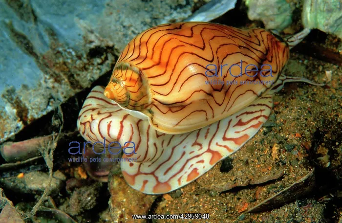 : Wavy Volute Shell : Wavy Volute Shell