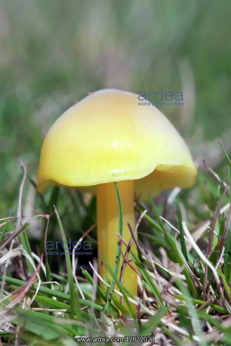  : Wax Cap Fungus