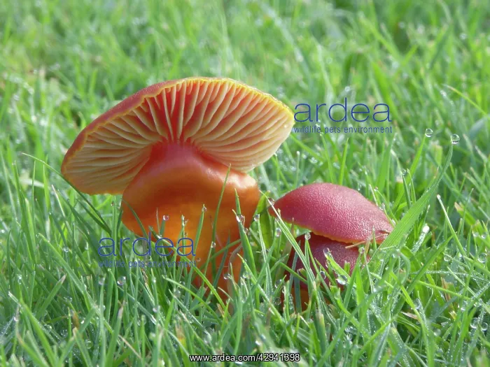 : Wax Cap on mature pasture - Occurs late summer to autumn : Wax Cap on mature pasture - Occurs late summer to autumn