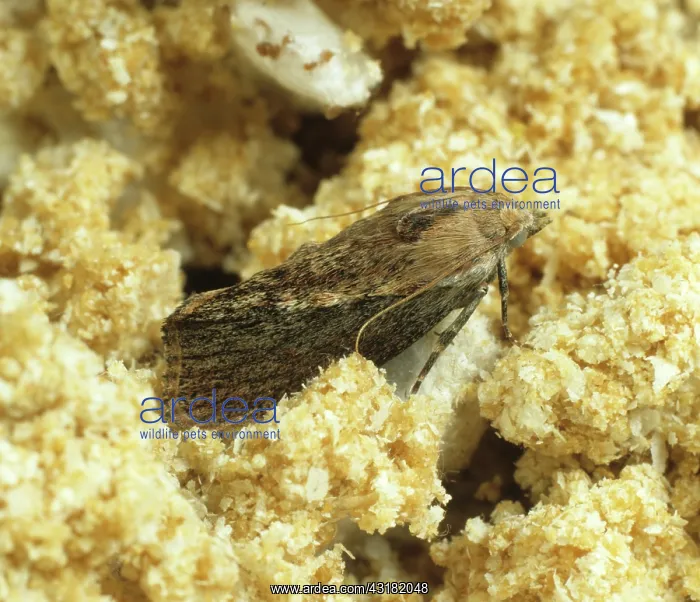 : Wax moth. Adult wax moth (Galleria mellonella) on wax debris in England : Wax moth. Adult wax moth (Galleria mellonella) on wax debris in England
