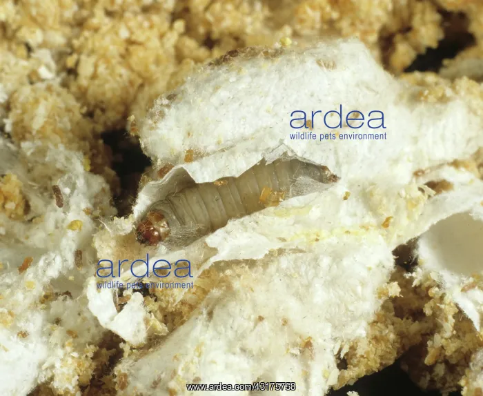 : Wax moth caterpillar : Wax moth caterpillar