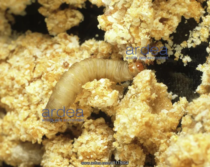 : Wax moth caterpillar : Wax moth caterpillar