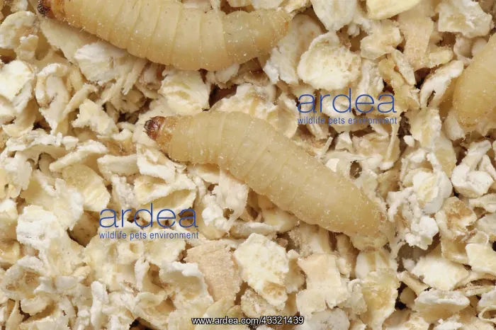 : Wax moth caterpillar : Wax moth caterpillar