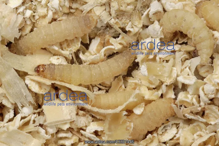 : Wax moth caterpillar : Wax moth caterpillar