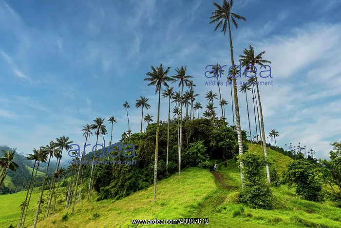 : Wax palms largest palms in the world, Cocora val : Wax palms largest palms in the world, Cocora val