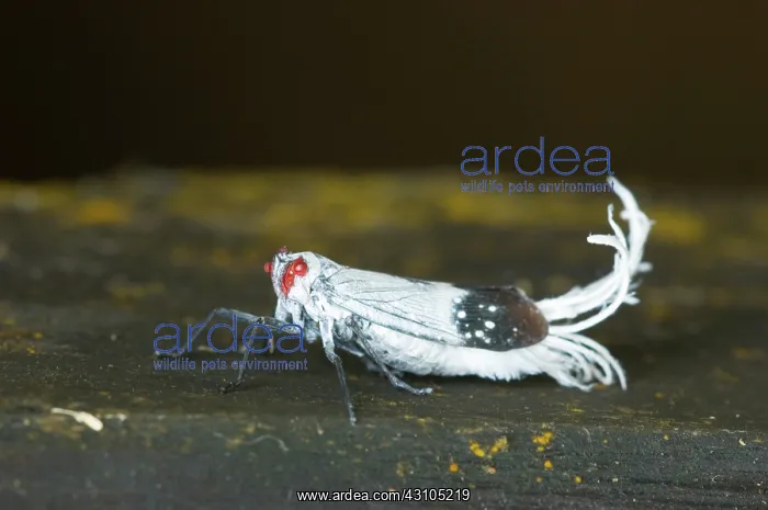 : Wax-tailed Planthopper (Family Fulgoridae) : Wax-tailed Planthopper (Family Fulgoridae)