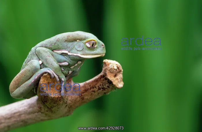 : Wax Tree Frog : Wax Tree Frog