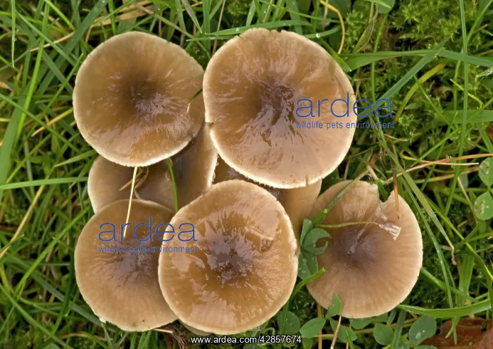 : A waxcap in old grassland : A waxcap in old grassland