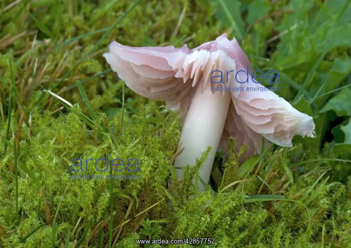 : A waxcap, 'the pink ballerina' in ancient turf : A waxcap, 'the pink ballerina' in ancient turf
