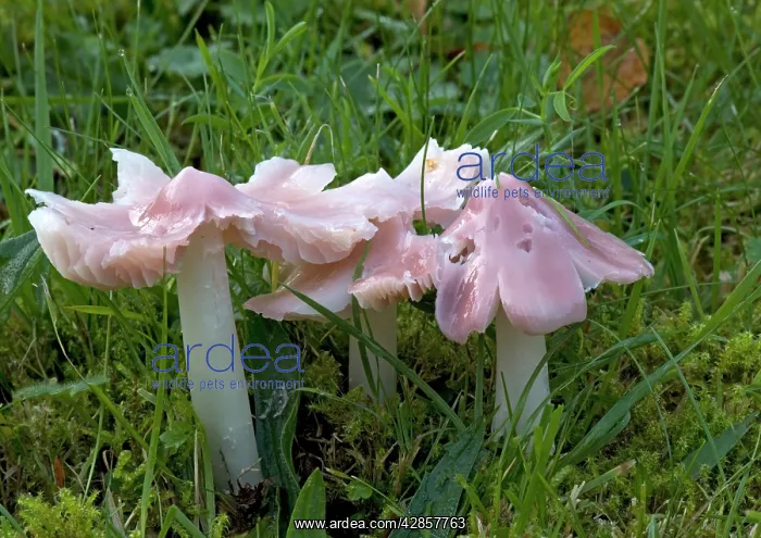 : A waxcap, 'the pink ballerina' in ancient turf : A waxcap, 'the pink ballerina' in ancient turf
